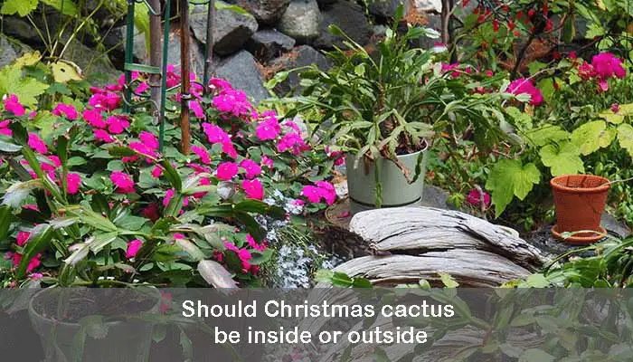 Should Christmas cactus be inside or outside