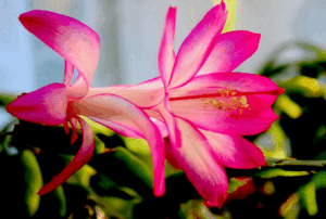 How do you treat red leaves on Christmas cactus