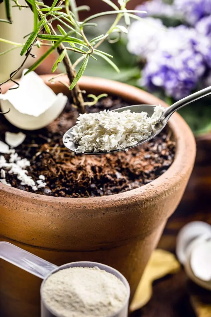 Eggshells in Plant Pots