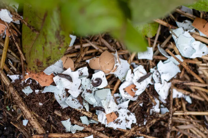 Do Egg Shells Make Good Fertilizer?