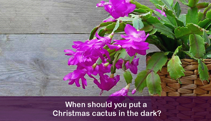 When should you put a Christmas cactus in the dark