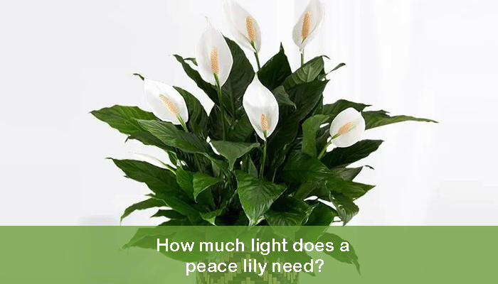 How much light does a peace lily need?