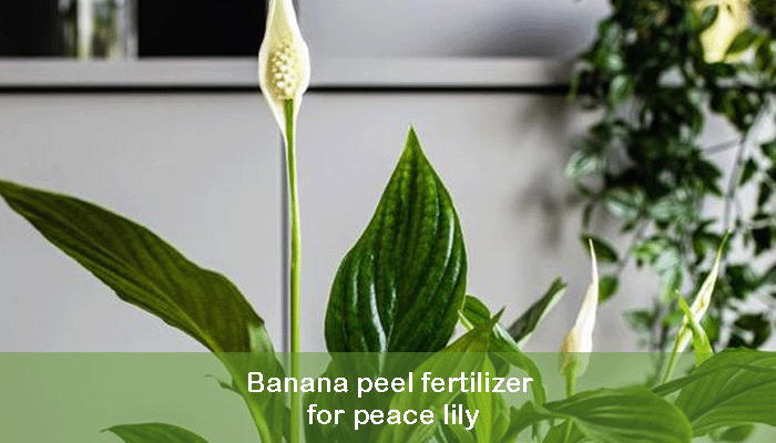 Banana peel fertilizer for peace lily