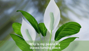 Why Is my peace lily leaves turning black