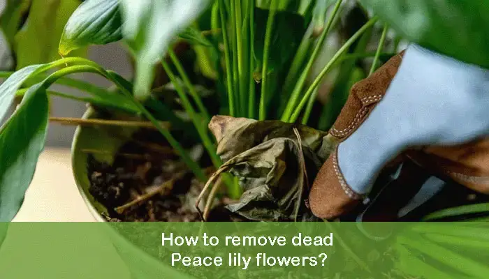 How to remove dead Peace lily flowers?