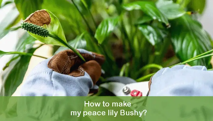How to make my peace lily Bushy?