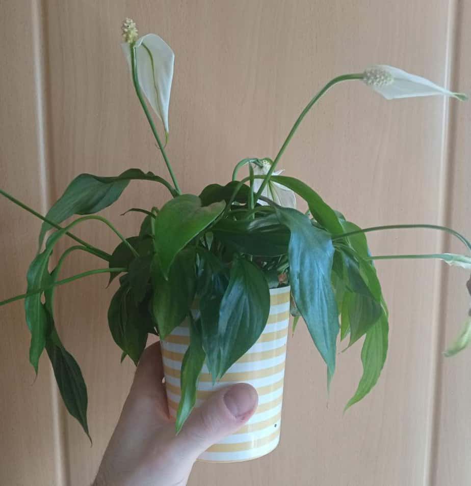 How Do You Revive A Droopy Peace Lily?