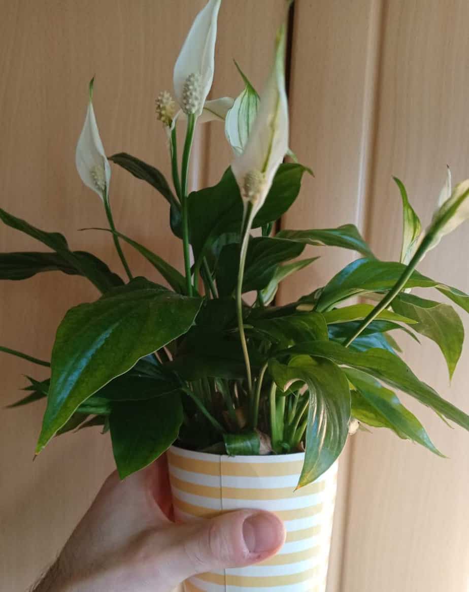 Something About Peace Lilies You Need to Know
