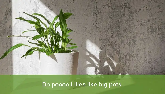 Do peace Lilies like big pots