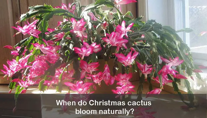 When do Christmas cactus bloom naturally?
