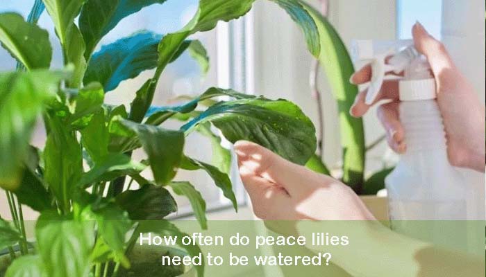 How often do peace lilies need to be watered?