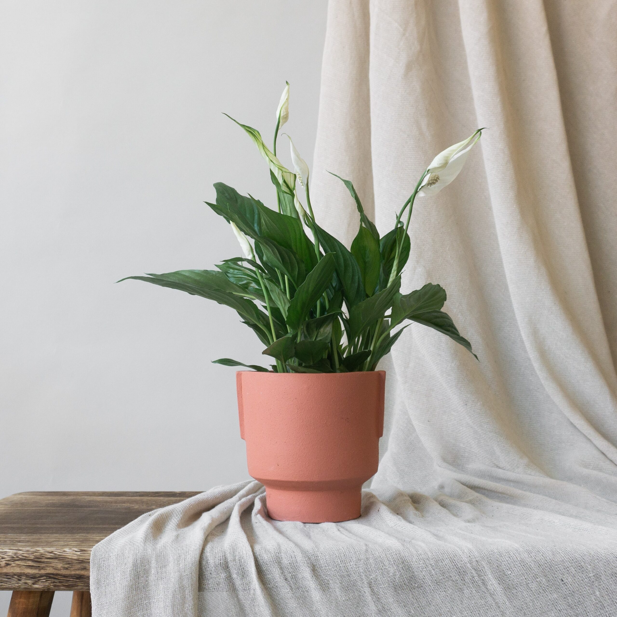 How to Grow peace lilies