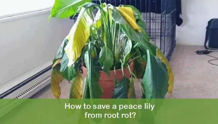 How to save a peace lily from root rot?