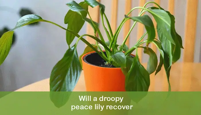 Will a droopy peace lily recover