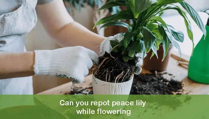 Can you repot peace lily while flowering