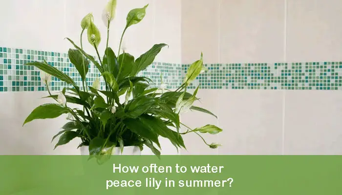 How often to water peace lily in summer?
