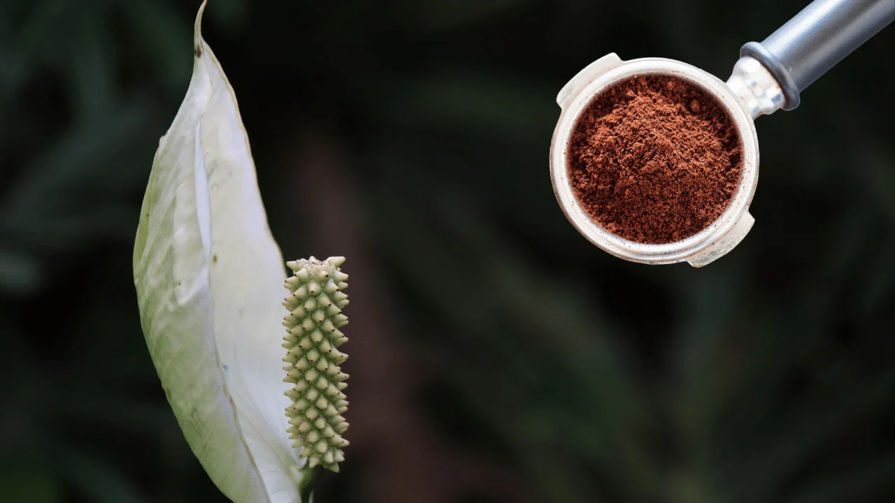 How to Use Coffee Grounds in Peace Lily Plants?