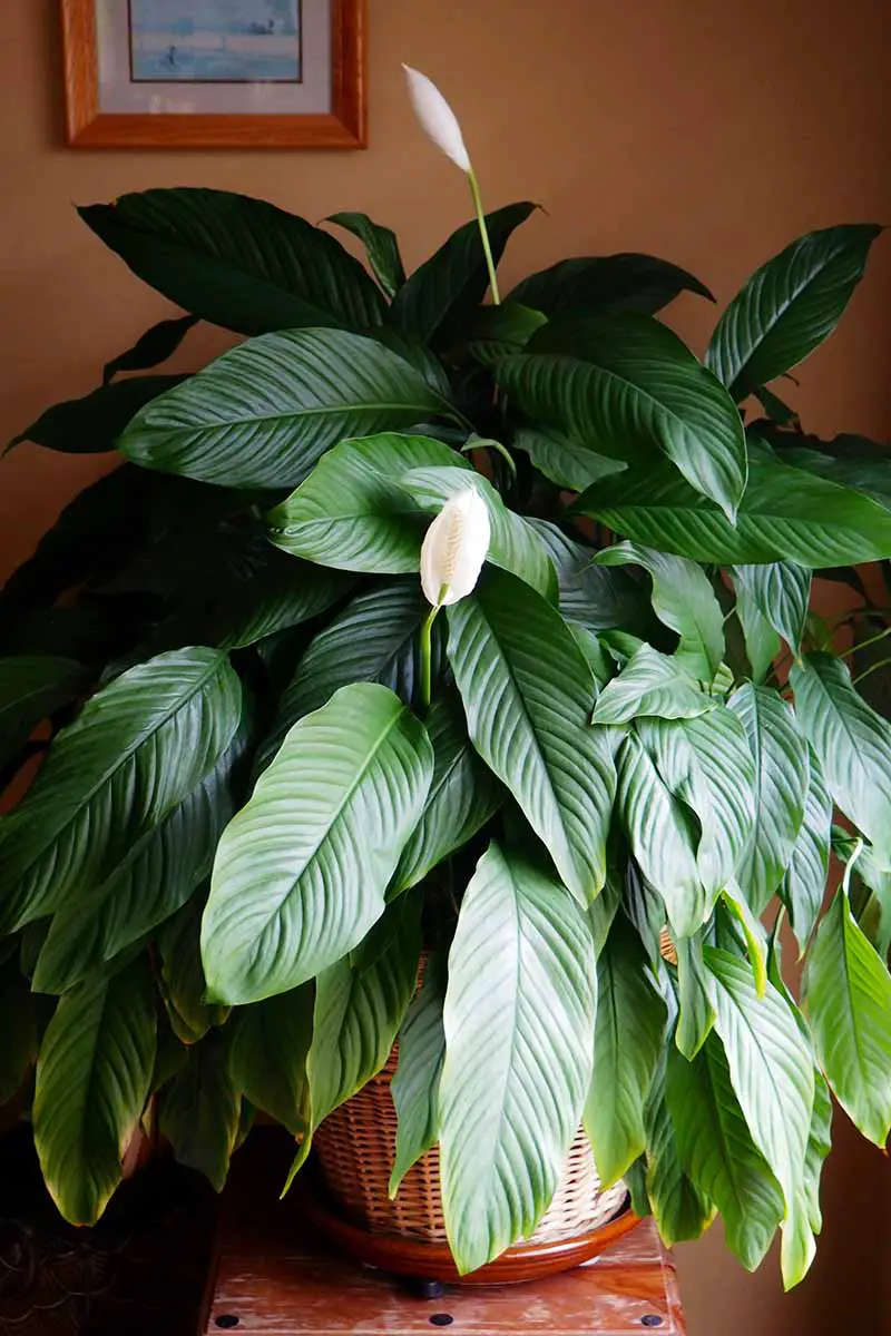 What Is A Peace Lily Plant?