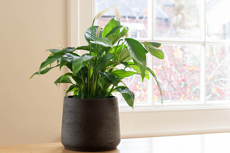 What Are Peace Lilies?