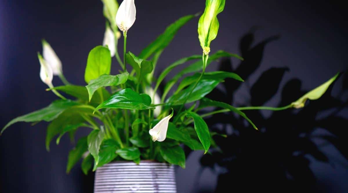 How Often Do Peace Lilies Need Water?