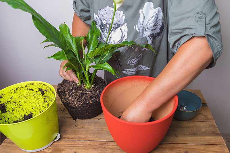 Return Those Peace Lilies to Their Former Glory