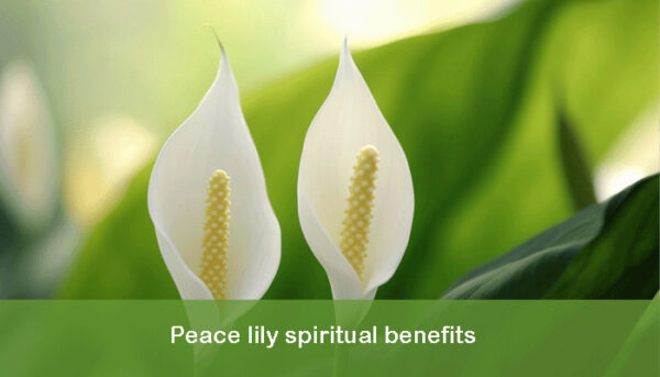 Peace Lily Spiritual Benefits Apartmentflowers