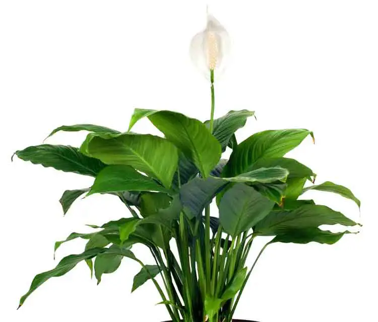 The Meaning Behind Peace Lily Plants