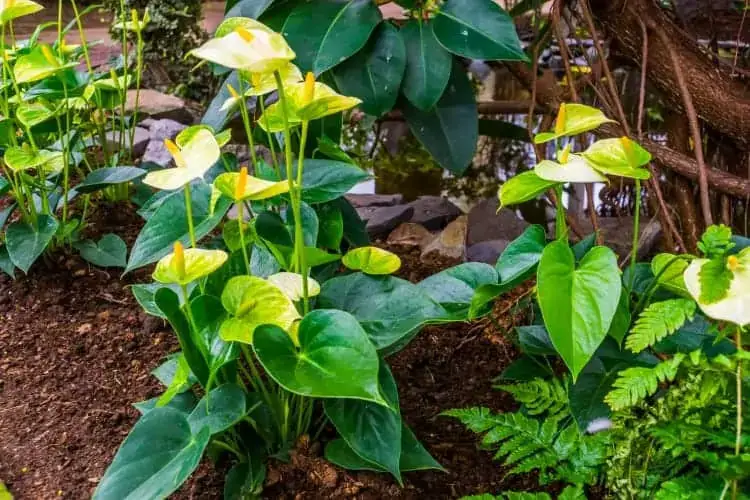How Can You Use Coffee Grounds for Peace Lilies?