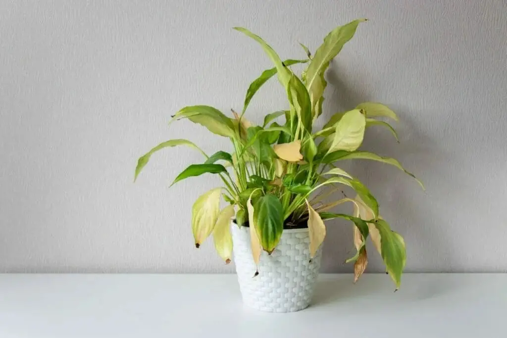 Do Peace Lily Plants Really Not Need Light?