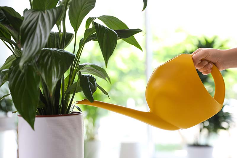 A common cause of brown tips on peace lilies is problems with hydration.