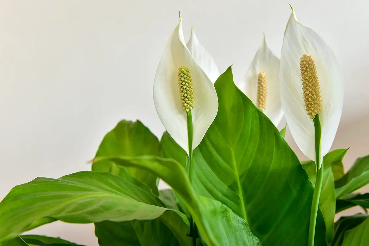 Too Much Fertilizer Causes Peace Lilies to Grow Foliage at the Expense of Flowers