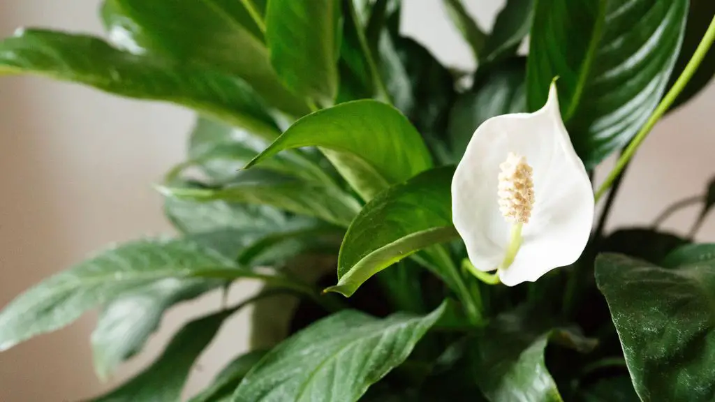 Proper care of peace lilies: