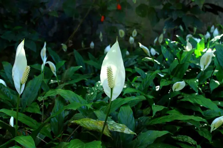 How to Save a Peace Lily With Brown Leaves and Brown Leaf Tips