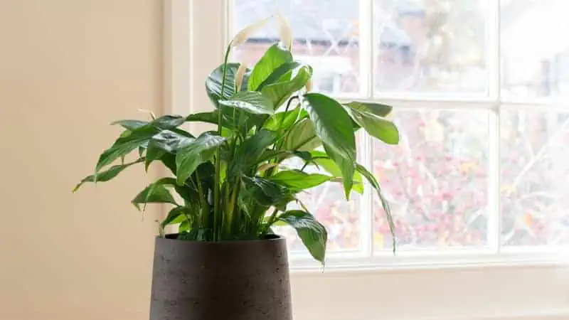 How to Prevent Green Blooms on Your Peace Lily While it’s natural for peace lily flowers to turn green as they age, there are a few steps you can take to prolong their radiant white appearance: