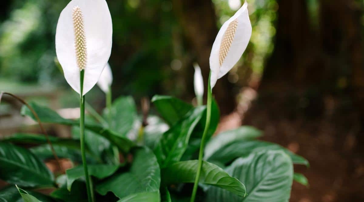 Peace Lily Water Schedule: Indoors and Outdoors