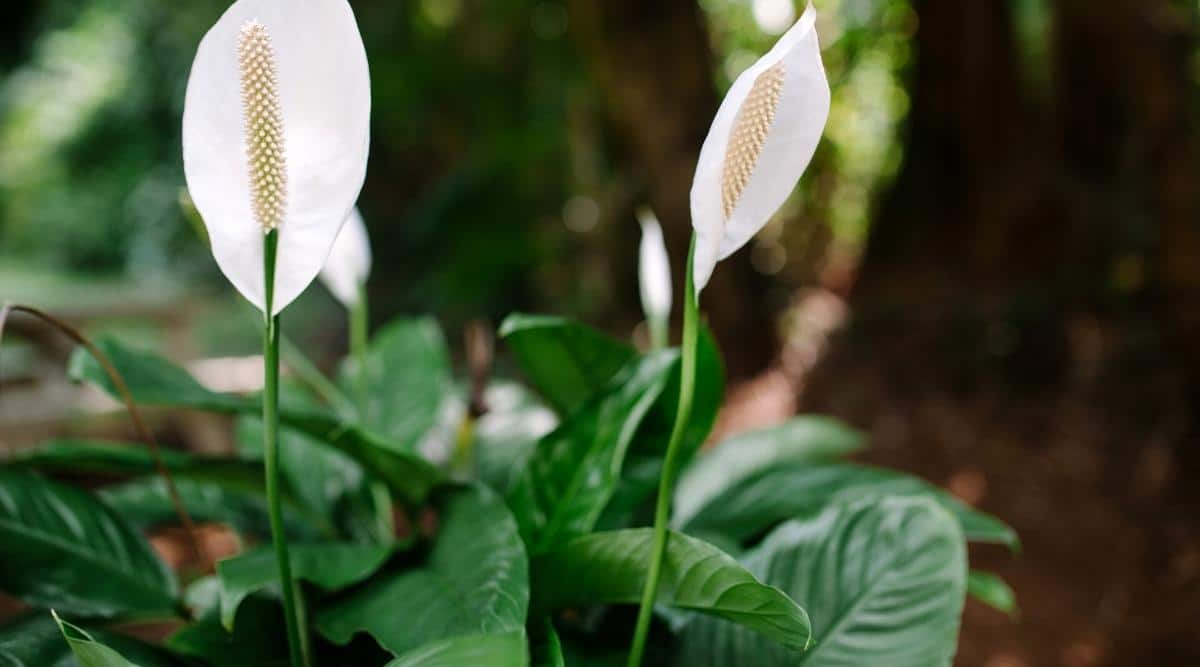 How often to water peace lily in summer? Peace lilies are..