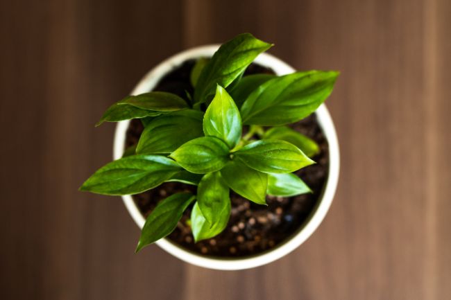 Incorrect Lighting Can Prevent Peace Lilies from Flowering