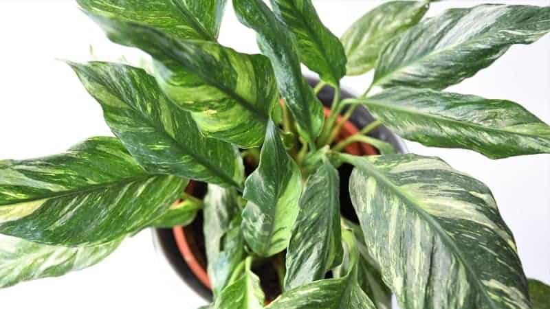 Can you repot peace lily while flowering?