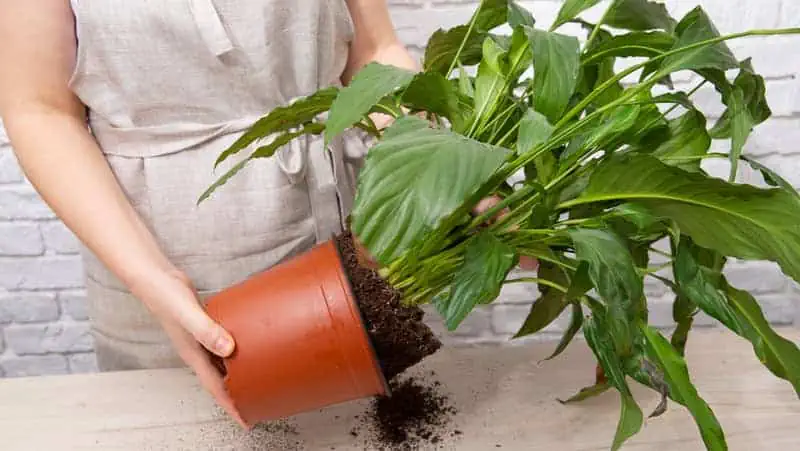 How to Re pot Peace Lilies