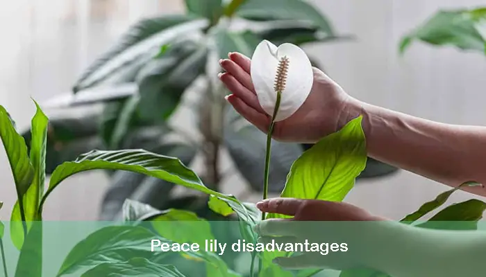 Peace lily disadvantages