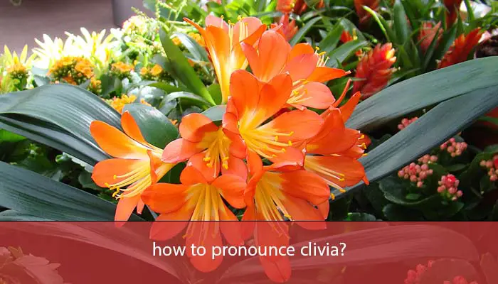 how to pronounce clivia?
