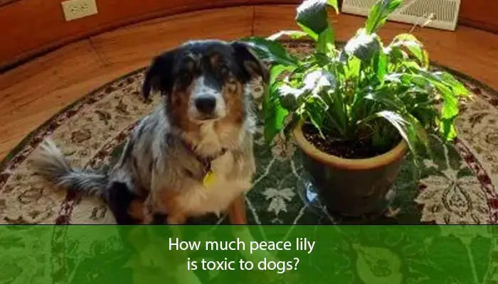 How much peace lily is toxic to dogs?
