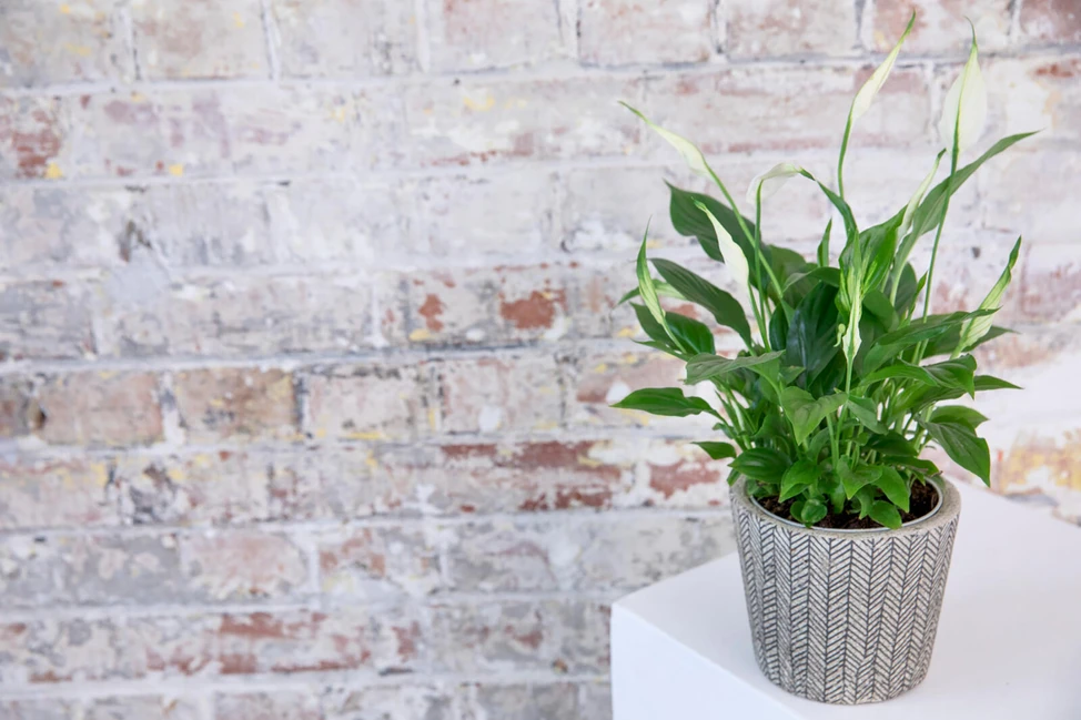 Can I Still Grow A Peace Lily In My Home?