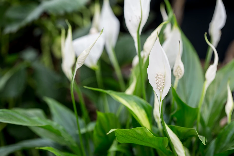 Are Peace Lilies True Lilies?