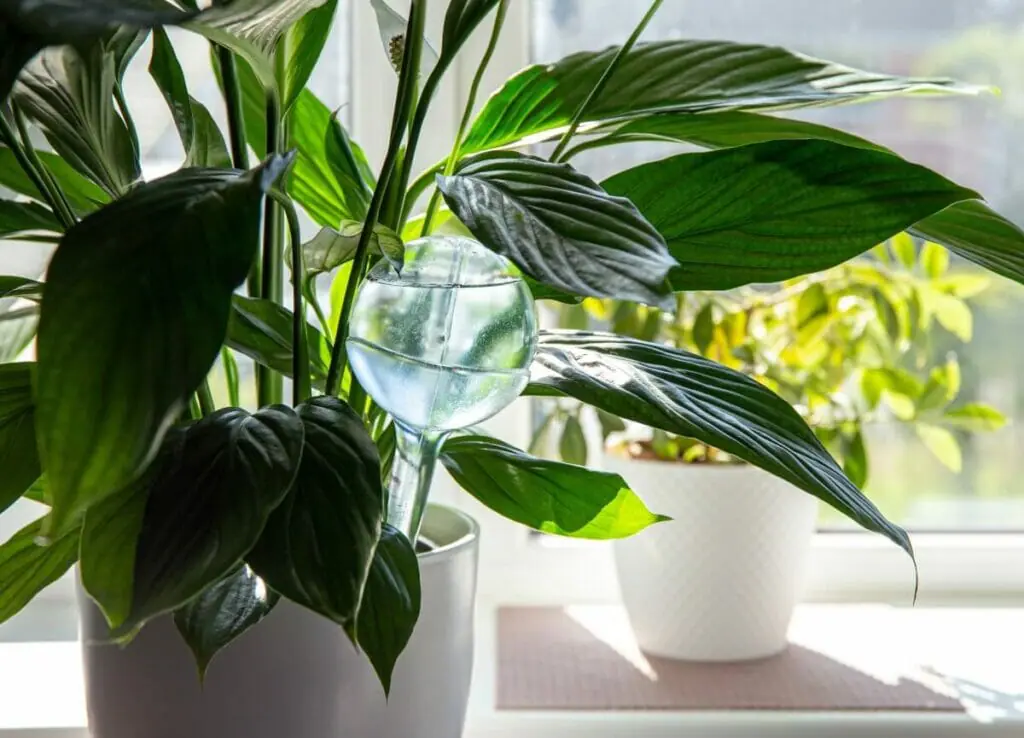 Air Purifying Properties (Peace lily)