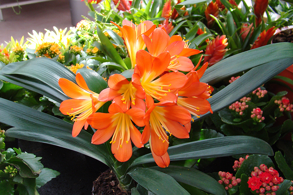 Clivia