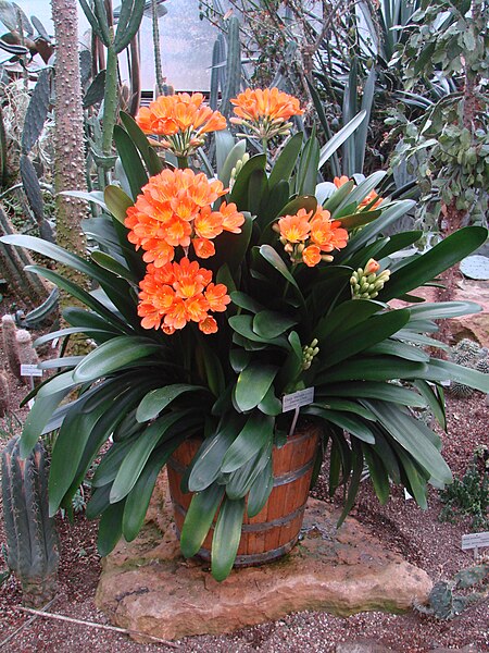 Clivia – my favourite plant!