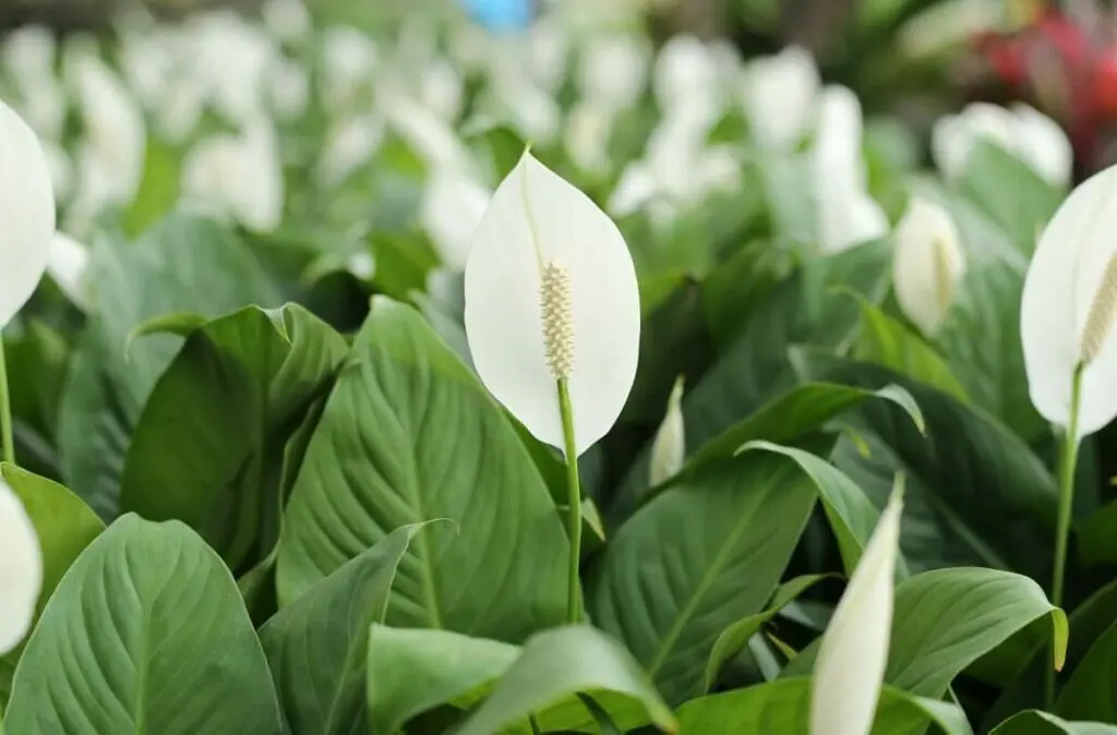 The Benefits of Peace Lily Plants: