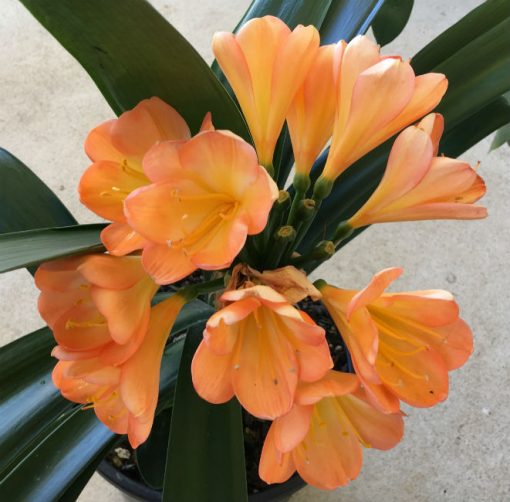 The reasons for the different colors of clivia