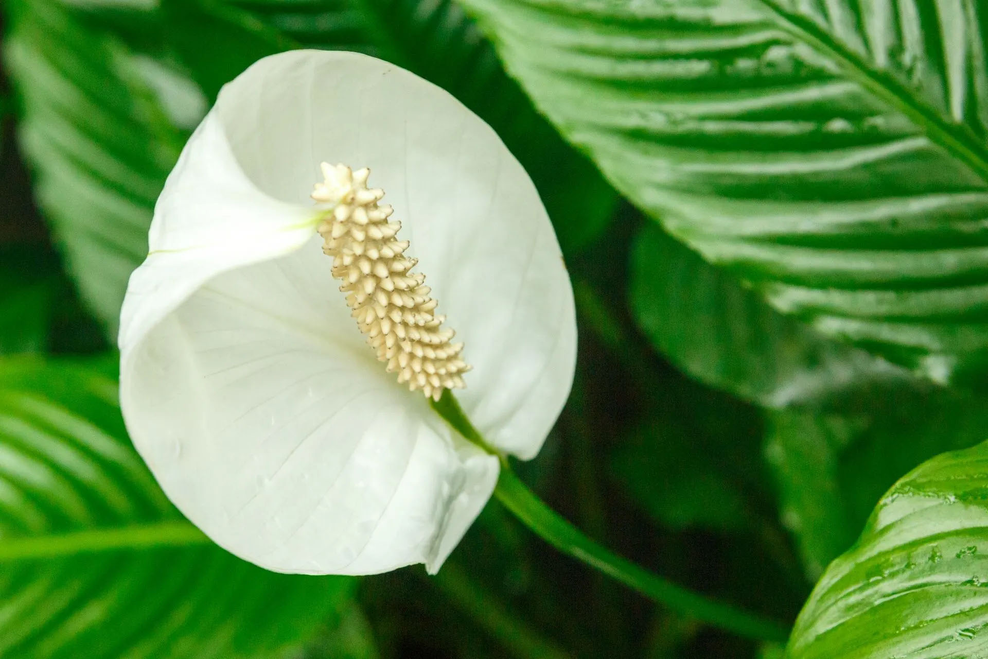 What are peace lilies?